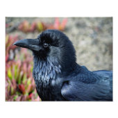 Elegant Raven Foto Print (Vorne)