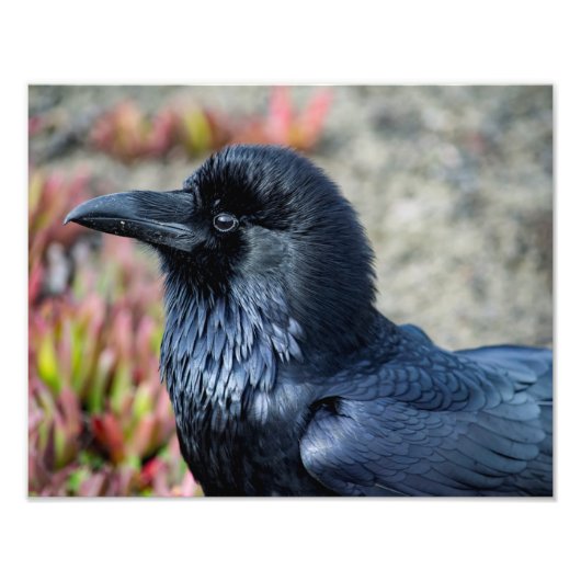 Elegant Raven Foto Print (Vorne)