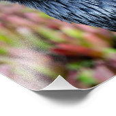 Elegant Raven Foto Print (Ecke)