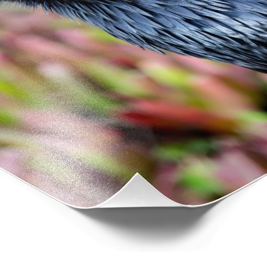 Elegant Raven Foto Print (Ecke)