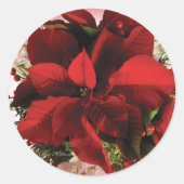 Elegant Red Christmas Poinsettia Runder Aufkleber (Vorderseite)