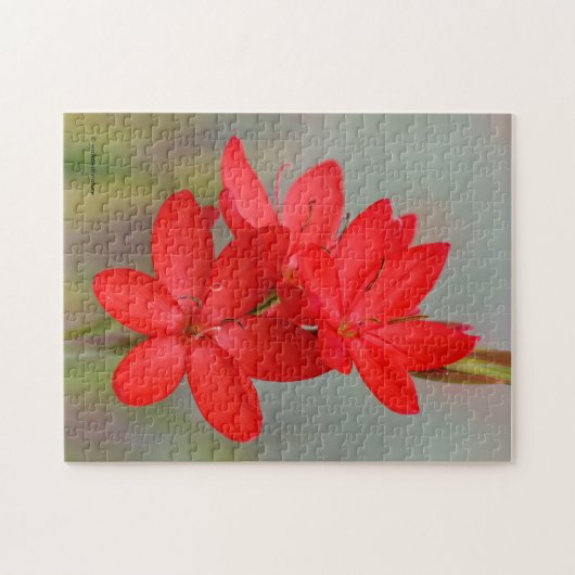 Elegant River Lily / Crimson Flag Rote Blume Puzzle (Horizontal)