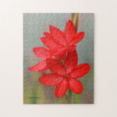 Elegant River Lily / Crimson Flag Rote Blume Puzzle (Vertikal)