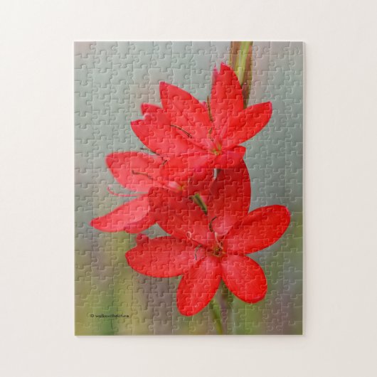 Elegant River Lily / Crimson Flag Rote Blume Puzzle (Vertikal)