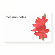 Elegant River Lily / Hesperantha Coccinea