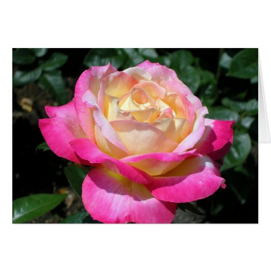 Elegant Rosa Rose (Vorderseite (Horizontal))