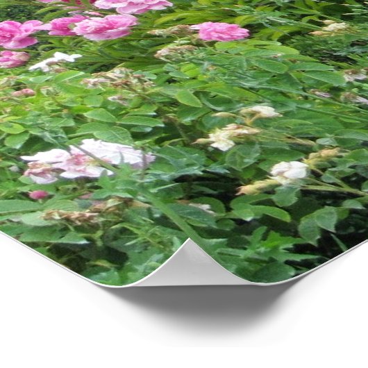 Elegant Rosa Roses Poster (Ecke)