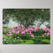 Elegant Rosa Roses Poster (Vorne)