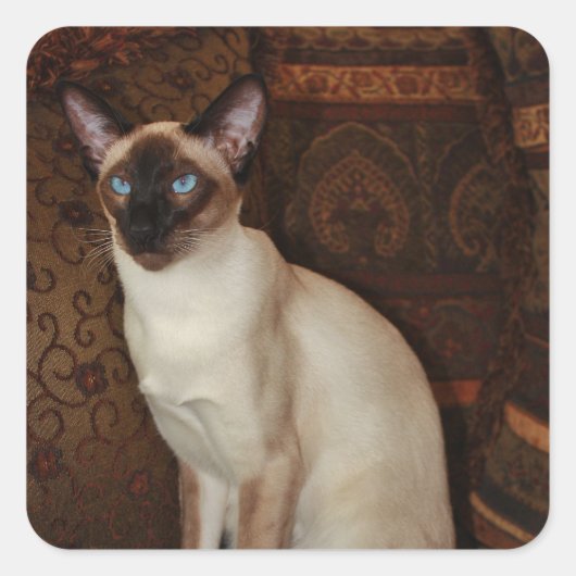 Elegant Siamese Cat Quadratischer Aufkleber (Vorderseite)