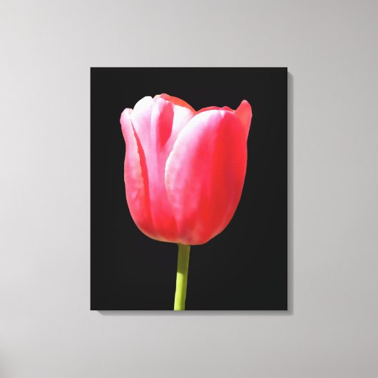Elegant Tulip Bloom Leinwanddruck (Vorderseite)