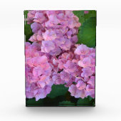 Elegant und Rustikal Hortensia Hydrangea macrophyl Fotoblock (Vorderseite)