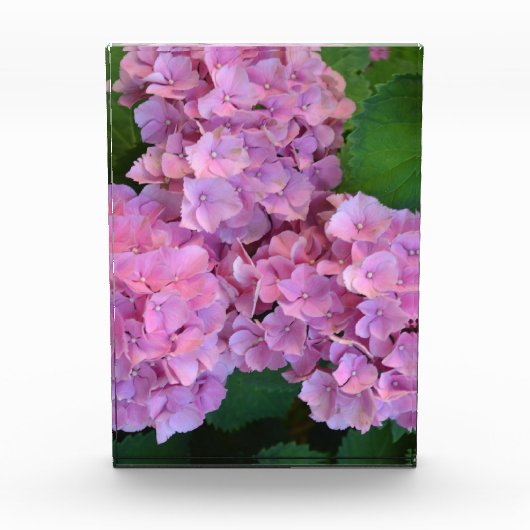Elegant und Rustikal Hortensia Hydrangea macrophyl Fotoblock (Vorderseite)