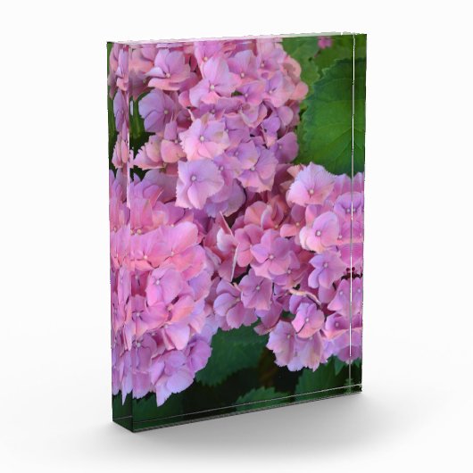 Elegant und Rustikal Hortensia Hydrangea macrophyl Fotoblock (Links)