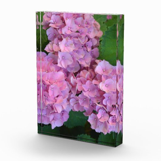 Elegant und Rustikal Hortensia Hydrangea macrophyl Fotoblock (Rechts)