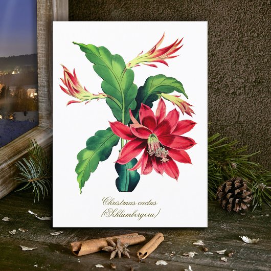 Elegant Vintage Botanical Christmas Cactus Flower Postkarte