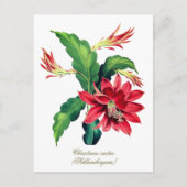 Elegant Vintage Botanical Christmas Cactus Flower Postkarte (Vorderseite)