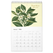 Elegant Vintage Botanical Flower Illustrations  Kalender (Jan 2026)