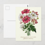 Elegant Vintage Botanical Japanese Anemone Postkarte (Vorne/Hinten)