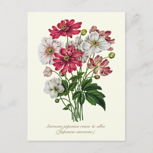 Elegant Vintage Botanical Japanese Anemone Postkarte (Vorderseite)