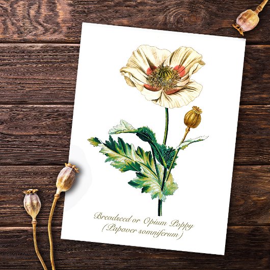 Elegant Vintage Botanical White Opium Poppy Flower Postkarte