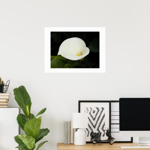 Elegant White Calla Lily Bloom Floral Fotografisch Poster