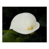 Elegant White Calla Lily Blumen Poster (Vorderseite)