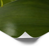 Elegant White Calla Lily Blumen Poster (Ecke)