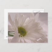 Elegant White Daisies Postkarte (Vorne/Hinten)
