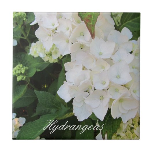 Elegant White Hydrangeas Fliese (Vorderseite)