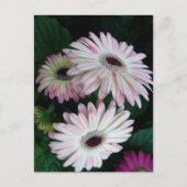 Elegant White & Pink Gerber Daisy Floral Postkarte (Vorderseite)