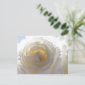 Elegant White Rose Postkarte (Stehend Vorderseite)