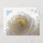 Elegant White Rose Postkarte (Vorne/Hinten)
