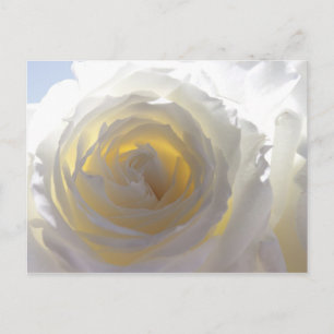 Elegant White Rose Postkarte