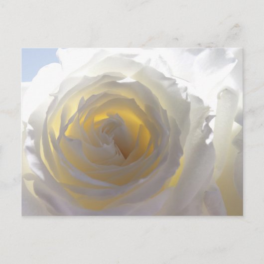 Elegant White Rose Postkarte (Vorderseite)