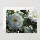 Elegant White Roses Postkarte (Vorne/Hinten)