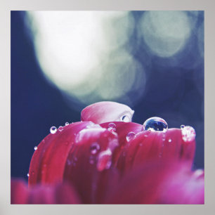 Elegante Abstrakte Regentropfen auf rosa Blume Pet Poster