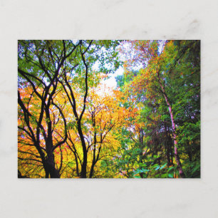 Elegante Bäume Farbige Blätter Malerische Natur Postkarte