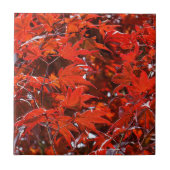 Elegante Blätter für japanisches Ahorn Fliese (Vorderseite)