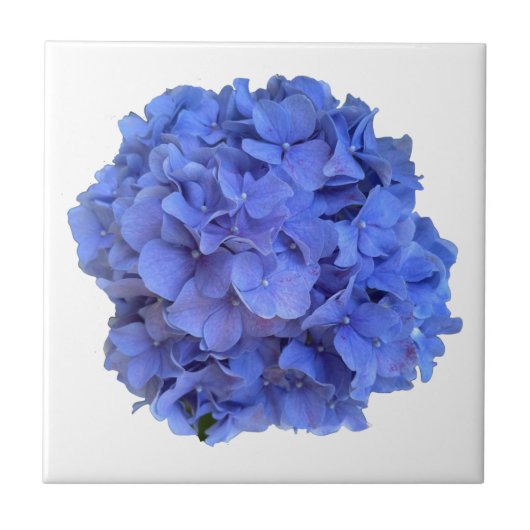 Elegante Blaue Immergrün-Blumen-Hortensien Fliese (Vorderseite)