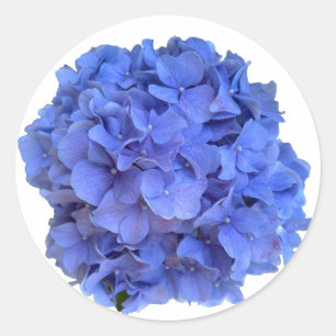 Elegante Blaue Immergrün-Blumen-Hortensien Runder Aufkleber