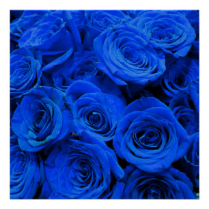 Elegante blaue Rosen blaue Blumen blaues Floral Poster