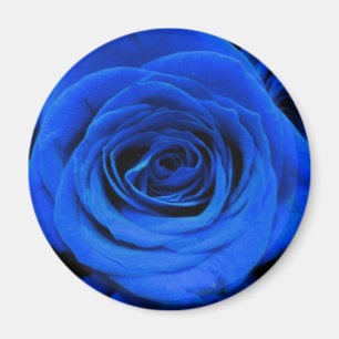Elegante blaue Rosen blaue Blumen blaues Florales Magnet