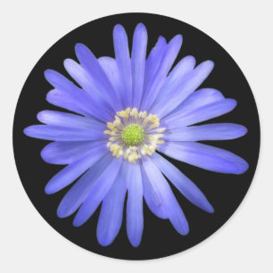 Elegante Blue Anemone Blume Runder Aufkleber