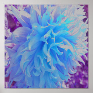 Elegante Blue Decorative Dahlia Blume Poster