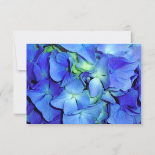 Elegante blühende Rose Blaue Hydrangeas UAWG Save The Date (Rückseite)