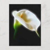 Elegante Blume Calla Lily 3 Moderne