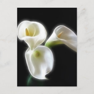 Elegante Blume Calla Lily 6 Moderne Postkarte