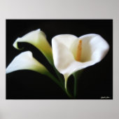 Elegante Blume Calla Lily 9 Poster (Vorne)