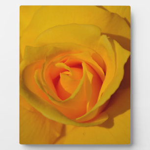 Elegante Blume Gelb Rose Fotoplatte
