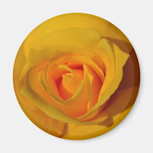 Elegante Blume Gelb Rose Magnet (Vorne)